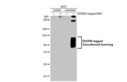 Invitrogen SMO Recombinant Rabbit Monoclonal Antibody (HL2975) 100 &mu;L;