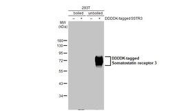 Invitrogen SSTR3 Recombinant Rabbit Monoclonal Antibody (HL2681) 100 &mu;L;
