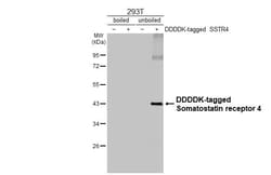Invitrogen SSTR4 Recombinant Rabbit Monoclonal Antibody (HL2933) 100 &mu;L;