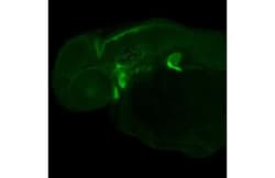 SOX9a Recombinant Rabbit Monoclonal Antibody (HL2868):Antibodies, Recombinant