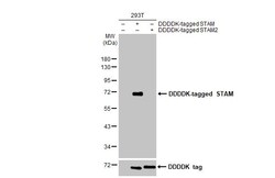 Invitrogen STAM Recombinant Rabbit Monoclonal Antibody (HL1637) 100 &mu;L;