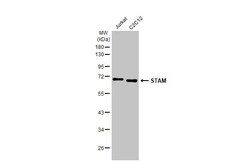Invitrogen STAM Recombinant Rabbit Monoclonal Antibody (HL1637) 100 &mu;L;