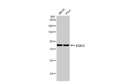 Invitrogen STAT3 Recombinant Rabbit Monoclonal Antibody (HL1134) 100 &mu;L;