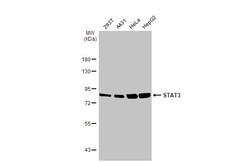Invitrogen STAT3 Recombinant Rabbit Monoclonal Antibody (HL1134) 100 &mu;L;