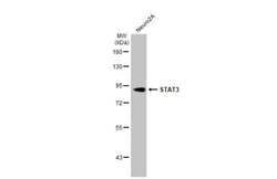 Invitrogen STAT3 Recombinant Rabbit Monoclonal Antibody (HL1134) 100 &mu;L;