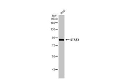 Invitrogen STAT3 Recombinant Rabbit Monoclonal Antibody (HL1134) 100 &mu;L;
