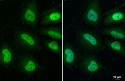 Invitrogen WWTR1 Recombinant Rabbit Monoclonal Antibody (HL2032) 100 &mu;L | Buy Online | Invitrogen&trade; | Fisher Scientific