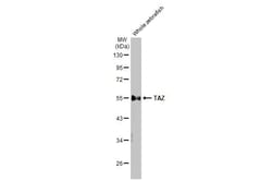 Invitrogen WWTR1 Recombinant Rabbit Monoclonal Antibody (HL2032) 100 &mu;L | Buy Online | Invitrogen&trade; | Fisher Scientific