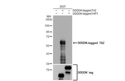Invitrogen WWTR1 Recombinant Rabbit Monoclonal Antibody (HL2032) 100 &mu;L | Buy Online | Invitrogen&trade; | Fisher Scientific