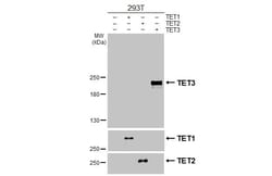 Invitrogen TET3 Recombinant Rabbit Monoclonal Antibody (HL3009) 100 &mu;L;