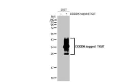 Invitrogen TIGIT Recombinant Rabbit Monoclonal Antibody (HL2657) 100 &mu;L;