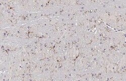 Invitrogen TMEM119 Recombinant Rabbit Monoclonal Antibody (HL2627) 100