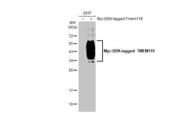 Invitrogen TMEM119 Recombinant Rabbit Monoclonal Antibody (HL2627) 100