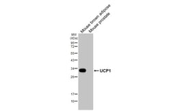 Invitrogen UCP1 Recombinant Rabbit Monoclonal Antibody (HL2944) 100 &mu;L;