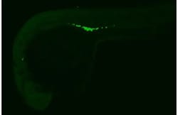 Invitrogen DDX4 Recombinant Rabbit Monoclonal Antibody (HL2485) 100 &mu;L;