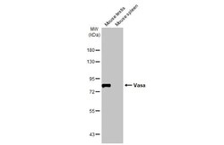 Invitrogen DDX4 Recombinant Rabbit Monoclonal Antibody (HL2485) 100 &mu;L;