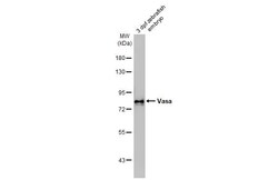 Invitrogen DDX4 Recombinant Rabbit Monoclonal Antibody (HL2485) 100 &mu;L;