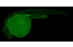Invitrogen DDX4 Recombinant Mouse Monoclonal Antibody (HL2485-MS) 100 &mu;L;