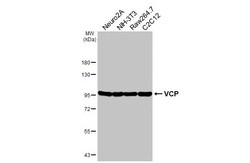 Invitrogen VCP Recombinant Rabbit Monoclonal Antibody (HL3018) 100 &mu;L;