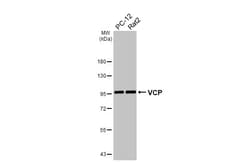 Invitrogen VCP Recombinant Rabbit Monoclonal Antibody (HL3018) 100 &mu;L;