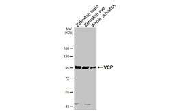 Invitrogen VCP Recombinant Rabbit Monoclonal Antibody (HL3018) 100 &mu;L;