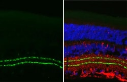 Invitrogen VAChT Recombinant Rabbit Monoclonal Antibody (HL2900) 100 &mu;L;
