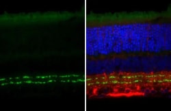 Invitrogen VAChT Recombinant Rabbit Monoclonal Antibody (HL3053) 100 &mu;L | Buy Online | Invitrogen&trade; | Fisher Scientific
