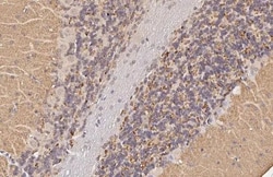 Invitrogen VGLUT1 Recombinant Rabbit Monoclonal Antibody (HL3210) 100 &mu;L;