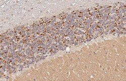 Invitrogen VGLUT1 Recombinant Rabbit Monoclonal Antibody (HL3210) 100 &mu;L;