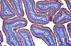 Invitrogen Villin Recombinant Rabbit Monoclonal Antibody (HL1830) 100 &mu;L;