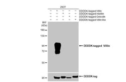 Invitrogen Villin Recombinant Rabbit Monoclonal Antibody (HL1830) 100 &mu;L;