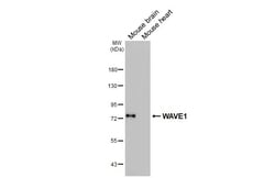 Invitrogen WAVE1 Recombinant Rabbit Monoclonal Antibody (HL2901) 100 &mu;L;