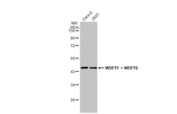 Invitrogen WDFY1/2 Recombinant Rabbit Monoclonal Antibody (HL1989) 100