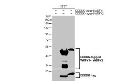 Invitrogen WDFY1/2 Recombinant Rabbit Monoclonal Antibody (HL1989) 100