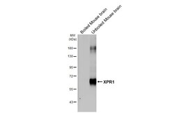 Invitrogen XPR1 Recombinant Rabbit Monoclonal Antibody (HL2631) 100 &mu;L;