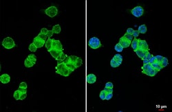 Invitrogen XPR1 Recombinant Rabbit Monoclonal Antibody (HL2632) 100 &mu;L;
