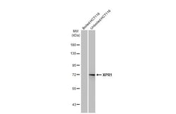 Invitrogen XPR1 Recombinant Rabbit Monoclonal Antibody (HL2632) 100 &mu;L;
