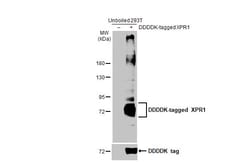 Invitrogen XPR1 Recombinant Rabbit Monoclonal Antibody (HL2632) 100 &mu;L;