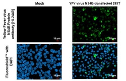 Invitrogen Yellow Fever Virus NS4B (strain 17D vaccine) Recombinant Rabbit