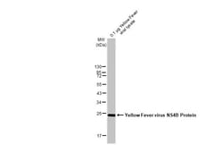 Invitrogen Yellow Fever Virus NS4B (strain 17D vaccine) Recombinant Rabbit