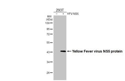 Invitrogen Yellow Fever Virus NS5 (strain 17D vaccine) Recombinant Rabbit