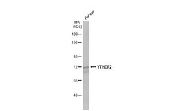 Invitrogen YTHDF2 Recombinant Rabbit Monoclonal Antibody (HL2910) 100 &mu;L;
