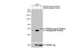 Invitrogen YTHDF2 Recombinant Rabbit Monoclonal Antibody (HL2910) 100 &mu;L;