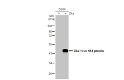 Invitrogen Zika Virus NS1 (strain H/PF/2013) Recombinant Rabbit Monoclonal
