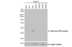 Invitrogen Zika Virus NS1 (strain H/PF/2013) Recombinant Rabbit Monoclonal