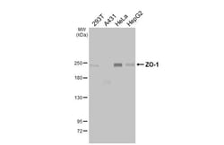 Invitrogen ZO-1 Recombinant Rabbit Monoclonal Antibody (HL3114) 100 &mu;L;