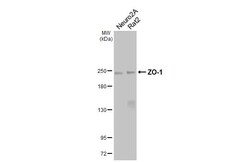 Invitrogen ZO-1 Recombinant Rabbit Monoclonal Antibody (HL3114) 100 &mu;L;
