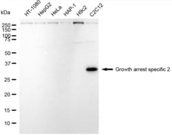 Invitrogen GAS2 Recombinant Rabbit Monoclonal Antibody (24GB3195):Antikörper:Primärantikörper
