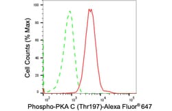 Invitrogen Phospho-PKA alpha/beta/gamma (Thr197) Recombinant Rabbit Monoclonal