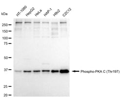 Invitrogen Phospho-PKA alpha/beta/gamma (Thr197) Recombinant Rabbit Monoclonal
